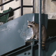Illustration for article titled Was This Raccoon Witch Cursing The Baltimore Orioles? An Investigation